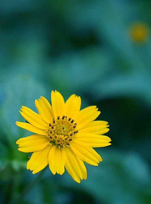 chamomile wild yellow flowers yellow daisies