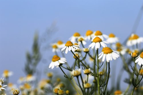 chamomille  matricaria chamomilla  herb