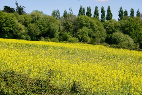 Rapeseed Field.