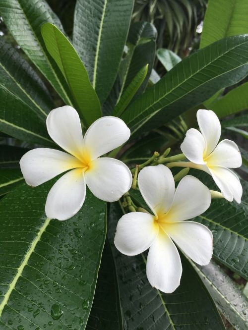 plumeria champa floral