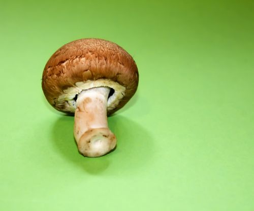 champignion healthy mushroom