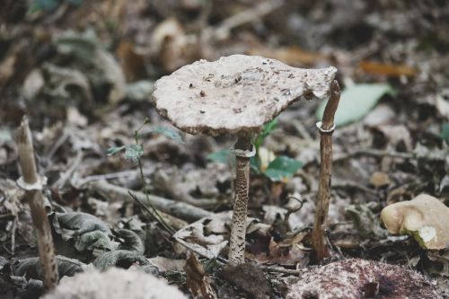 Autumn Mushroom