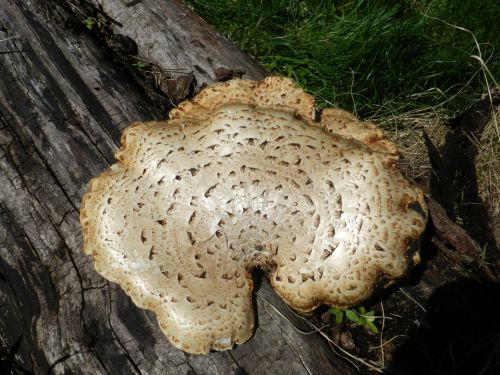 Mushroom On Maple (2)