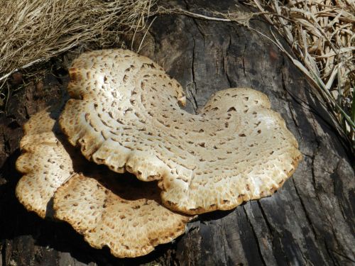 Mushroom On Maple (3)