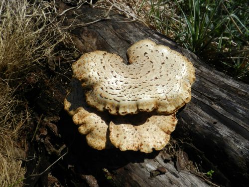 Mushroom On Maple - May 2014 (1)