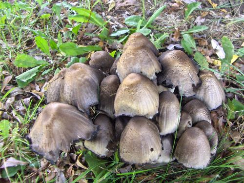 Mushrooms (3)