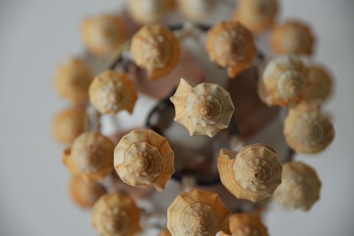 chandelier shells sea shells