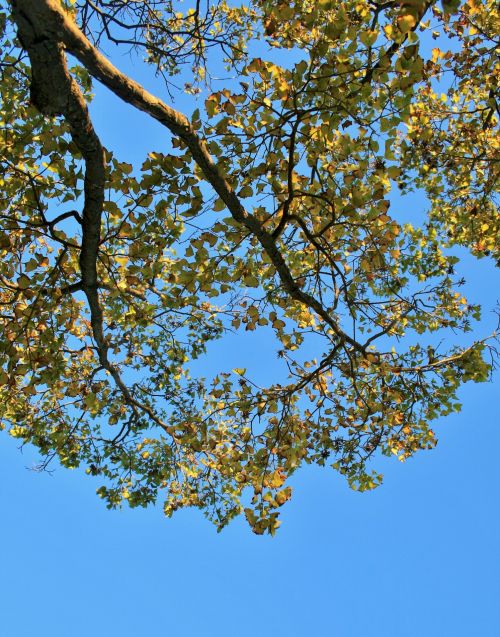 Changing Leaves Against The Sky