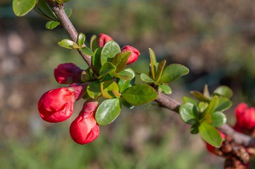 chanomeles  ornamental quince  plant