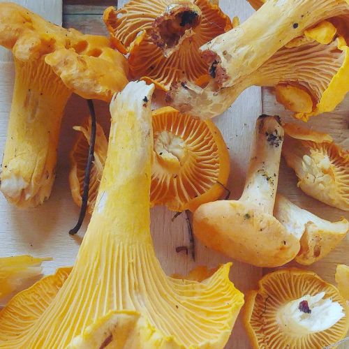 chanterelle mushrooms orange
