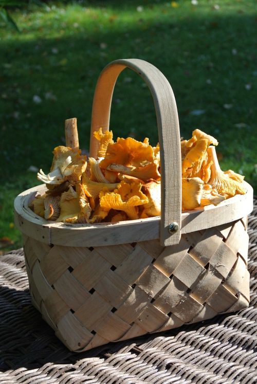 chanterelle yellow mushroom