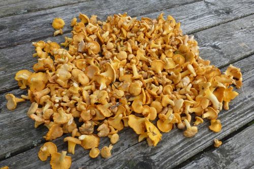 chanterelles mushrooms collect
