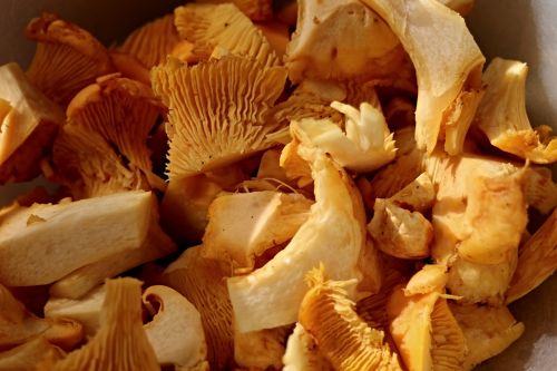 chanterelles cut mushrooms