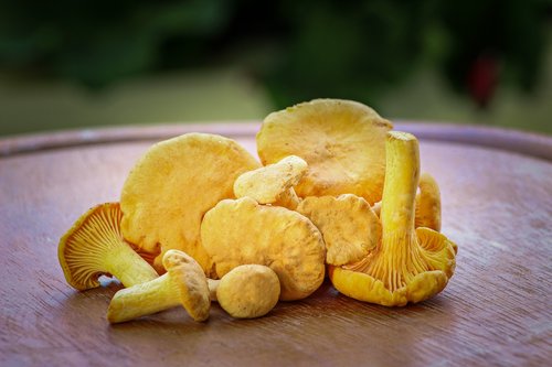 chanterelles  mushrooms  yellow