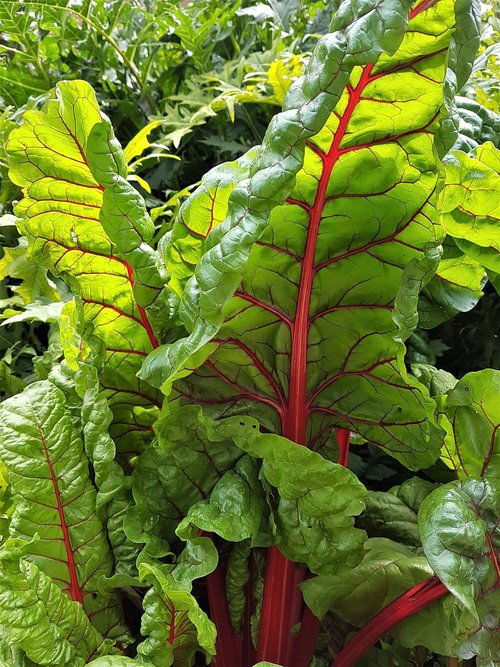 chard  leaves  garden