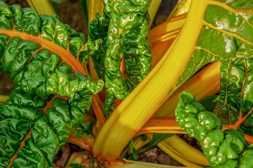chard  beta vulgaris  vegetable plant