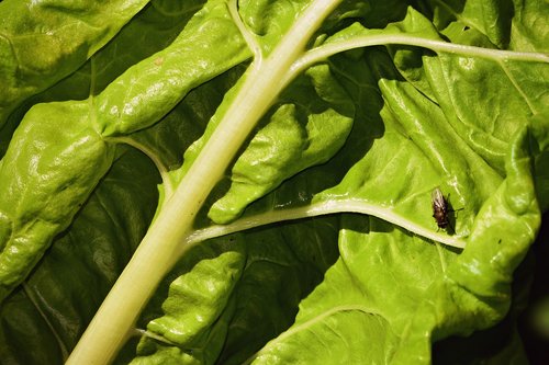 chard  vegetable  leaf