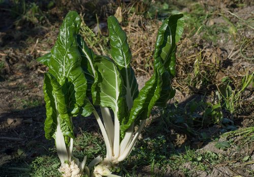 chard  garden  vegetable