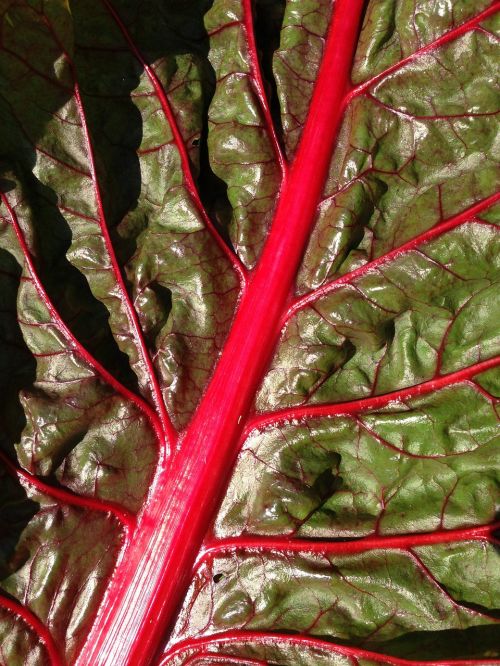 chard leaf leaf veins