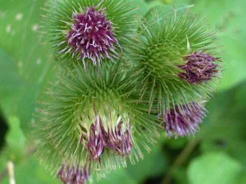 Wild Thistle