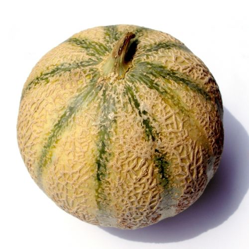 charentais melon melon charentais
