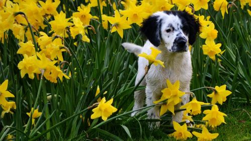 cute spring narcis