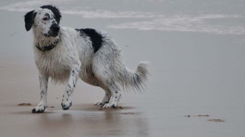 beach frisian stabij stabij