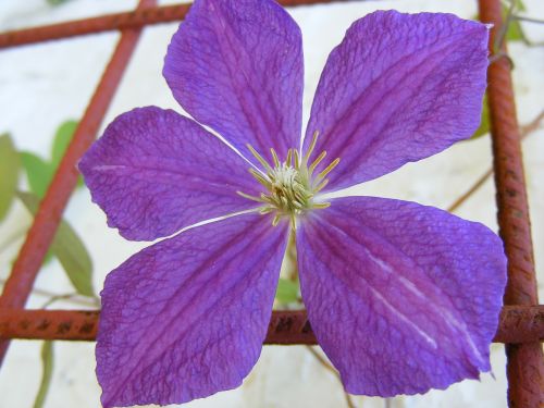 charm clematis flowers