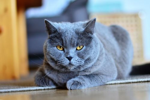 chartreux cat animal