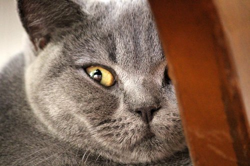 chartreux  cat  animal portrait