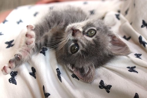 chartreux  hybrid  cat