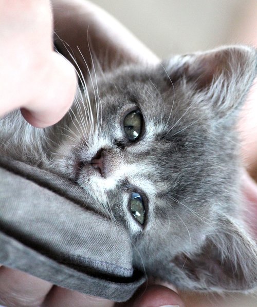 chartreux  hybrid  cat