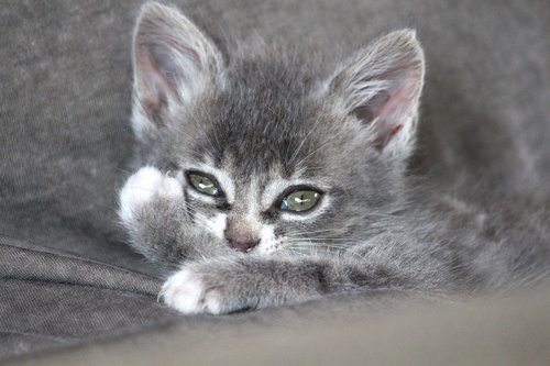 chartreux  hybrid  cat