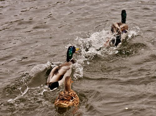 chase ducks mallards