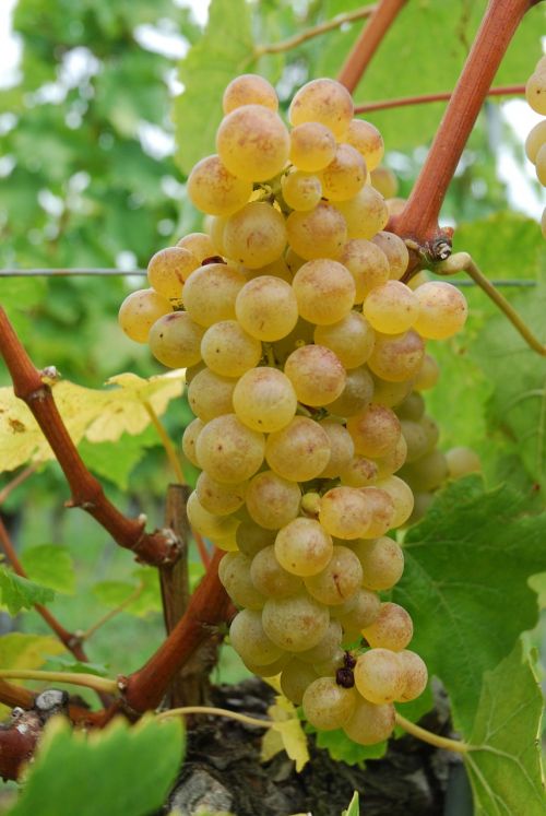 chasselas white grape vine