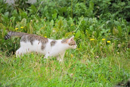 Cat On The Lookout