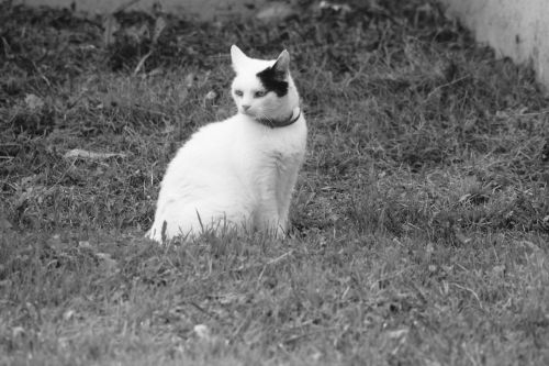 Cat Sitting On The Grass