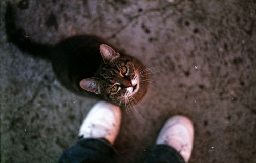 Cat Waiting For A Hug