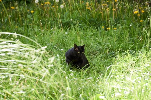 Cat In The Grass