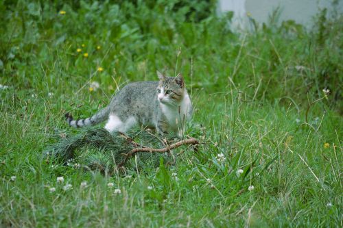 Cat In The Grass