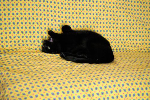 Cat On Sofa