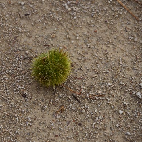 Chestnut On The Ground