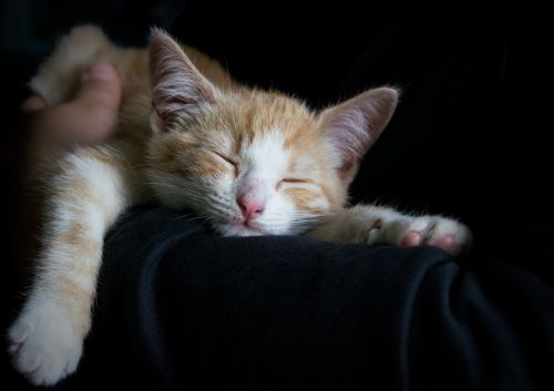 Kitten Sleeping Train