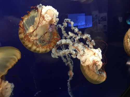chattanooga  tennessee aquarium  jelly fish