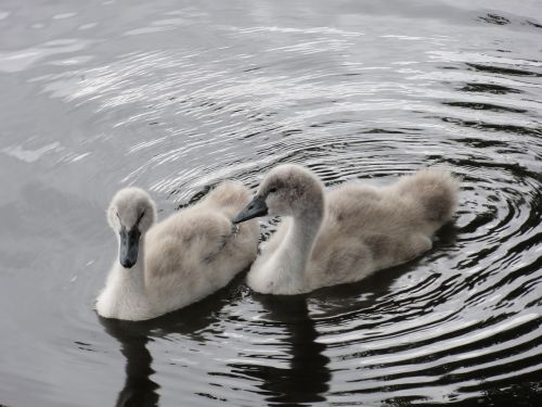 chatter twins swan chicks
