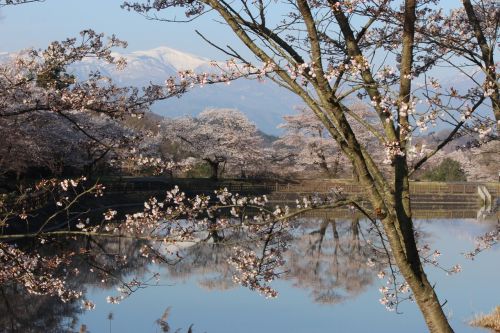 chaya marsh park cherry watari