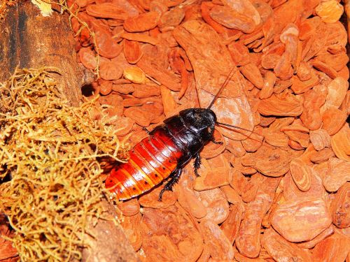 cheap cockroach-of-madagascar giant cockroach madagascar