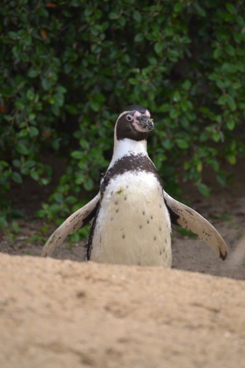 cheeky flapping penguin