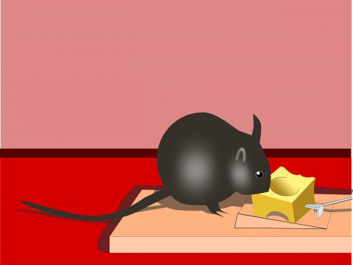 cheese mouse trap
