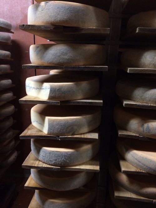 cheese morbier cave